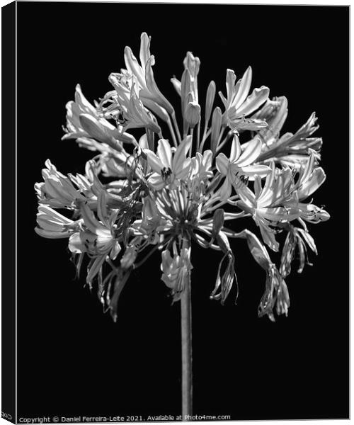 Black and White Lilies Botany Motif Print Canvas Print by Daniel Ferreira-Leite