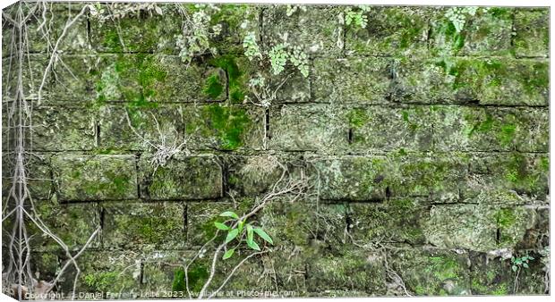 Old stone exterior wall with moss Canvas Print by Daniel Ferreira-Leite