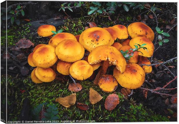 Mushrooms in patagonia forest Canvas Print by Daniel Ferreira-Leite
