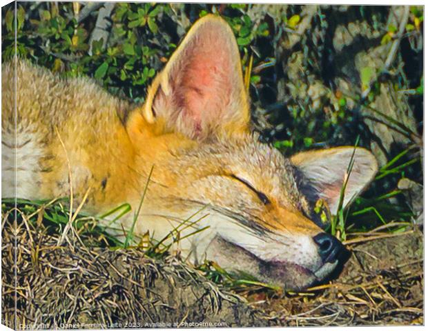 Fox sleeping closeup photo Canvas Print by Daniel Ferreira-Leite