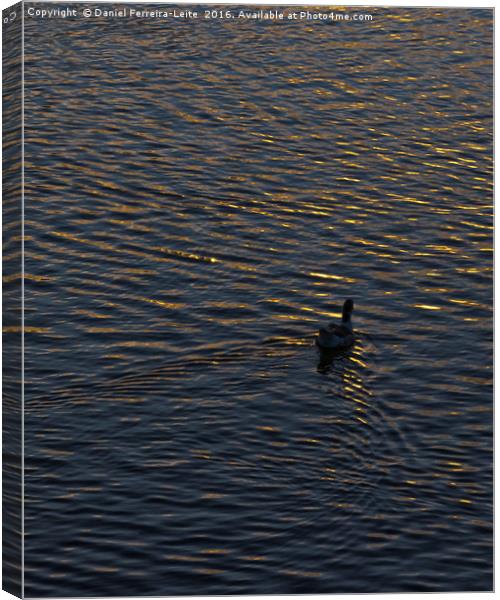 Lonely Duck Swimming at Lake at Sunset Time Canvas Print by Daniel Ferreira-Leite