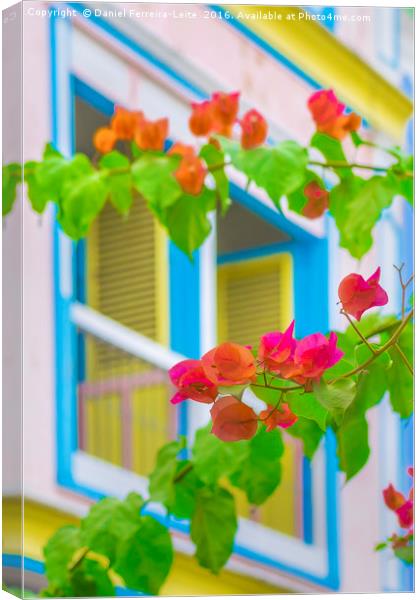 Colored Flowers in Front ot Windows House Canvas Print by Daniel Ferreira-Leite