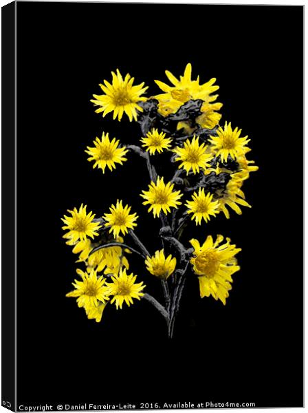 Sunflowers Over Black Canvas Print by Daniel Ferreira-Leite
