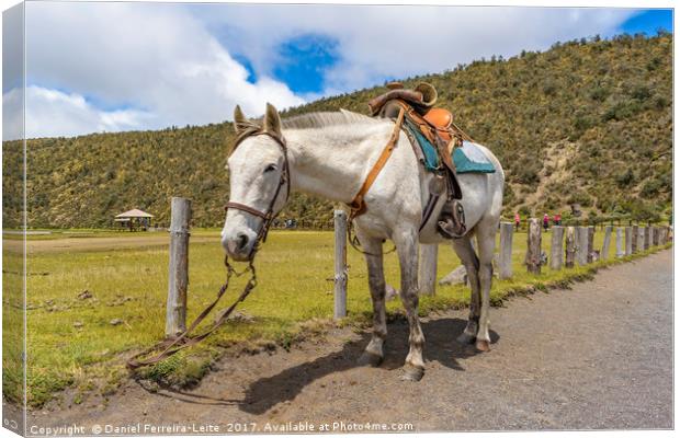 White Horse Tied Up at Cotopaxi National Park Ecua Canvas Print by Daniel Ferreira-Leite
