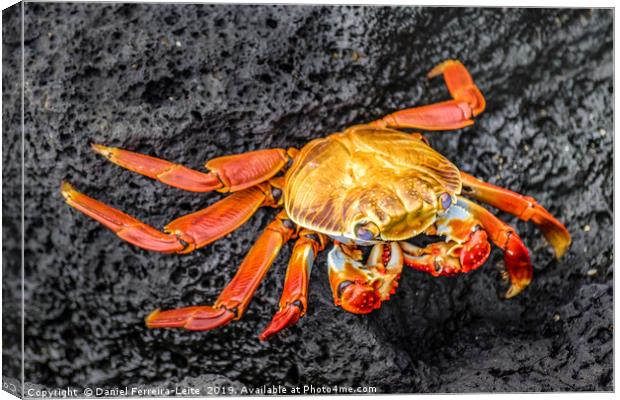 Colored Crab at Galapagos Island Canvas Print by Daniel Ferreira-Leite