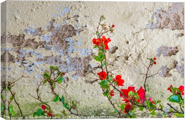Red Flowers Over Damaged Wall Canvas Print by Daniel Ferreira-Leite