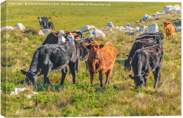 Cows at Countryside, Maldonado, Uruguay Canvas Print by Daniel Ferreira-Leite