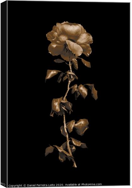 Pink Rose Isolated Photo Canvas Print by Daniel Ferreira-Leite