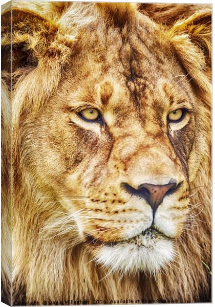 King of the Jungle Canvas Print by David Millenheft