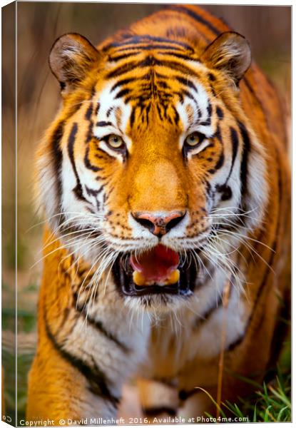 Tiger on the hunt Canvas Print by David Millenheft