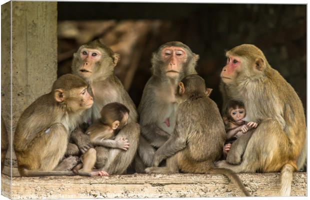 Family Gathering Canvas Print by Ken Jensen