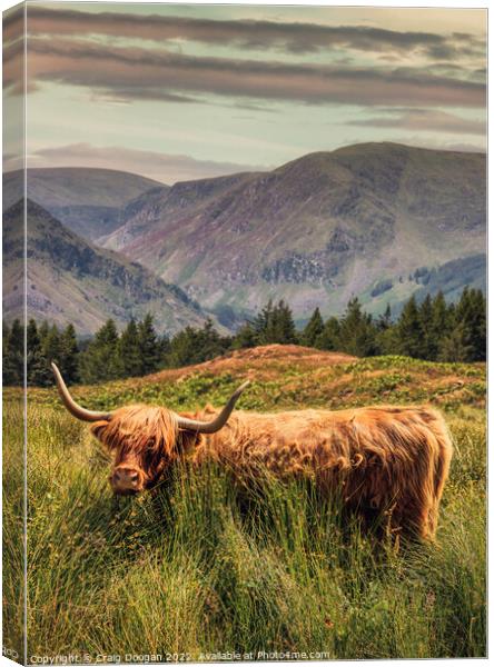 Glen Clova Highland Cow Canvas Print by Craig Doogan