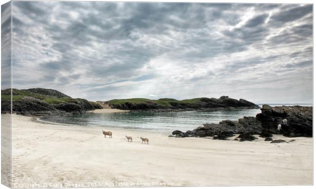 Sheep on the Beach - Clachtoll Scotland Canvas Print by Craig Doogan