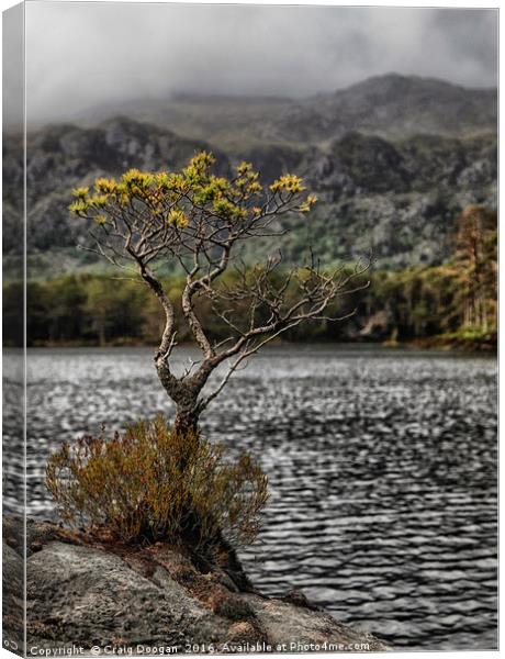 The Lone Tree of Loch Maree Canvas Print by Craig Doogan