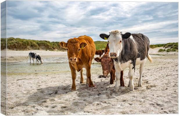 Cows on the Beach Canvas Print by Craig Doogan