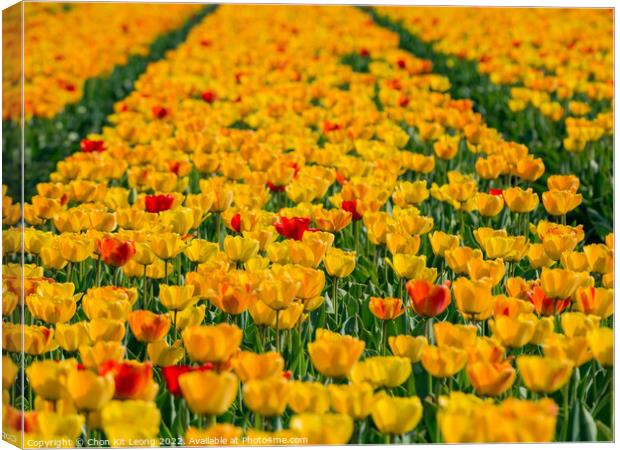 Super colorful tulips farm blossom around Leiden country side Canvas Print by Chon Kit Leong