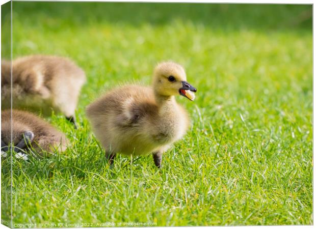 Close up shot of cute baby Canada Goose Canvas Print by Chon Kit Leong