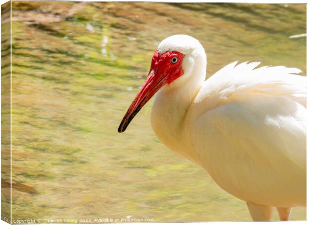 Close up shot of cute American white ibis Canvas Print by Chon Kit Leong