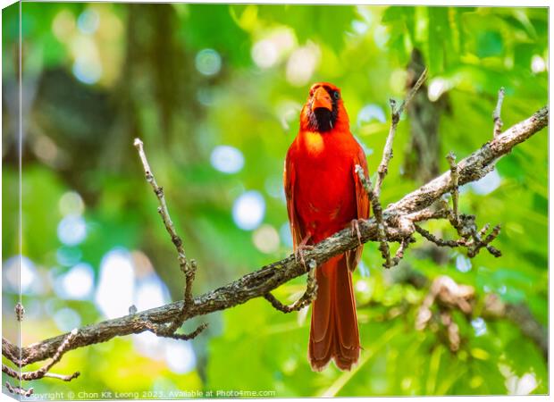 Close up shot of Northern cardinal singing on tree branch Canvas Print by Chon Kit Leong