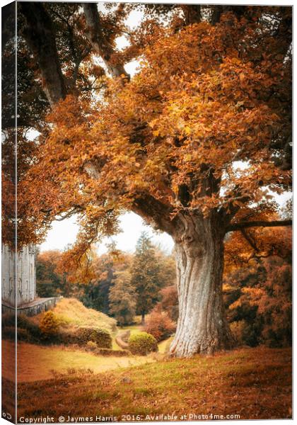 Autumn at Blair Castle Canvas Print by Jaymes Harris
