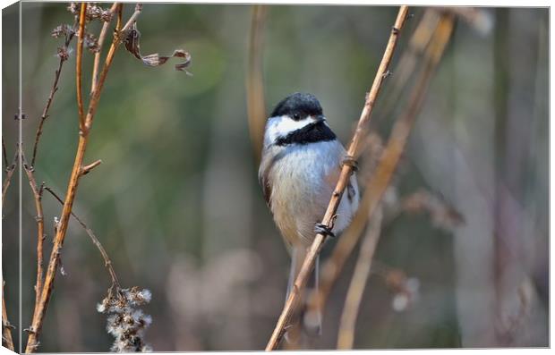 "Posing Chickadee"           Canvas Print by Jerome Cosyn