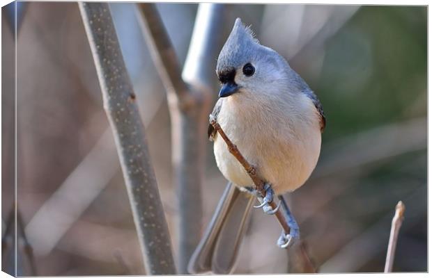 "Posing Tufted Titmouse" Canvas Print by Jerome Cosyn