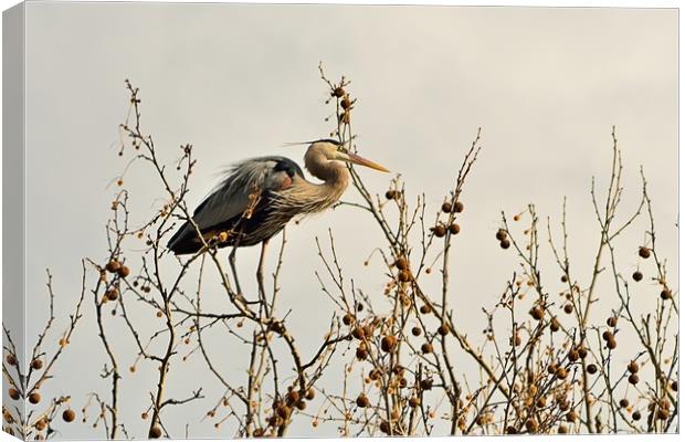 Ruminating Heron Canvas Print by Jerome Cosyn