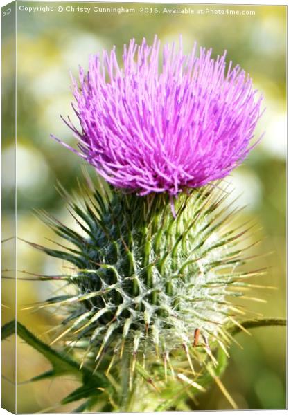 Thistle Canvas Print by Christy Cunningham