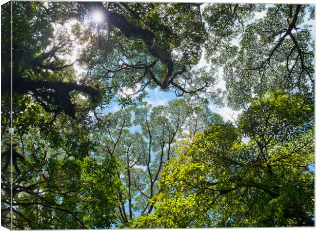Rainforest Canopy Canvas Print by Peter Walmsley