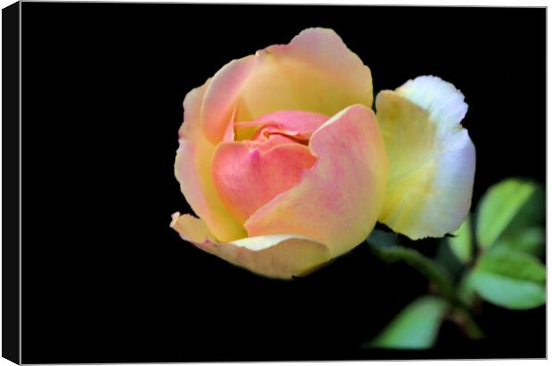 Pretty Pink and Yellow Rose on Black Canvas Print by Jeremy Hayden