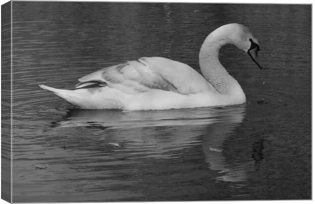 Swan on the Lake Monochrome Canvas Print by Jeremy Hayden