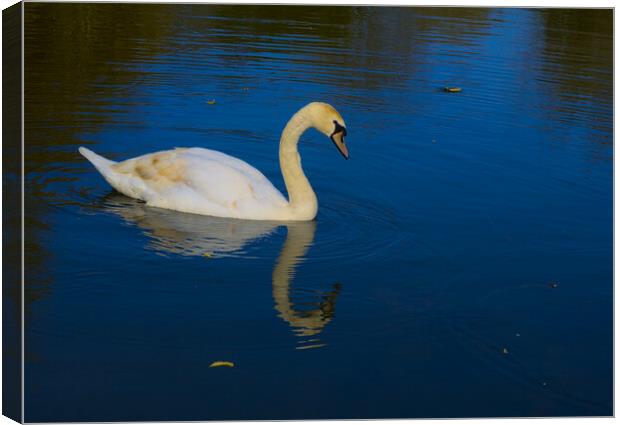 Swan on a Blue Lake Canvas Print by Jeremy Hayden