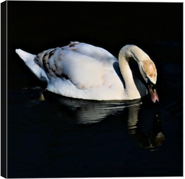 Swan Drinking on the Lake Canvas Print by Jeremy Hayden