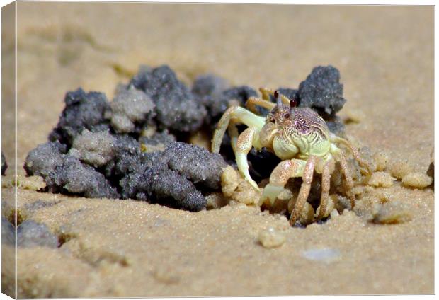Crab on the Beach Canvas Print by Jeremy Hayden