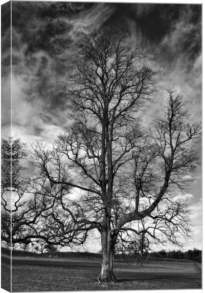 One Tree Under a Stormy Sky Canvas Print by Jeremy Hayden