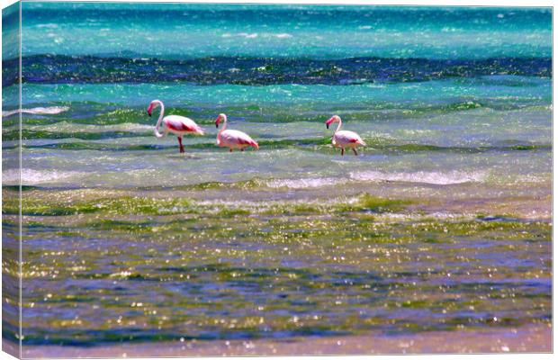 Magaruque Island Flamingos and Sea Colours Canvas Print by Jeremy Hayden