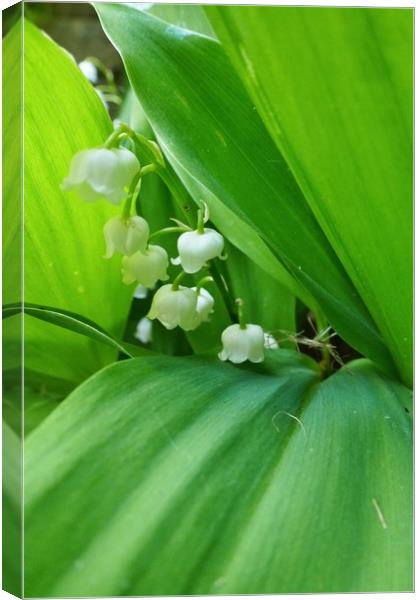 Lily of the Valley Flowers Canvas Print by Jeremy Hayden
