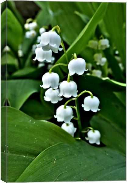 Lily of the Valley Canvas Print by Jeremy Hayden