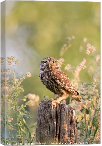 The Little Owl Canvas Print by Roeselien Raimond