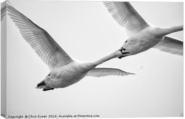 Swan Flyby Canvas Print by Chris Sweet