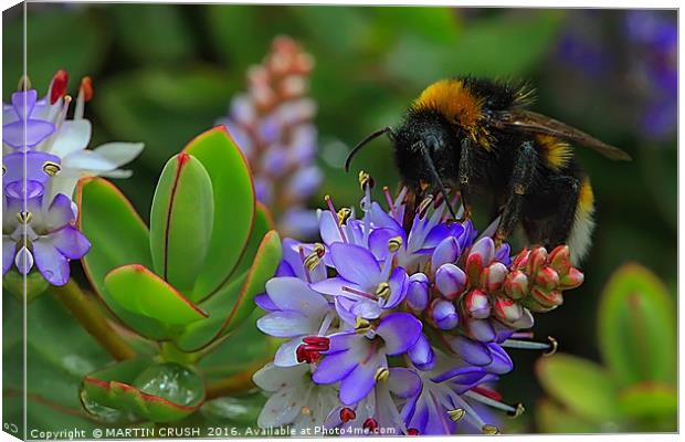 The Importance of Beeing a Bee Canvas Print by MARTIN CRUSH