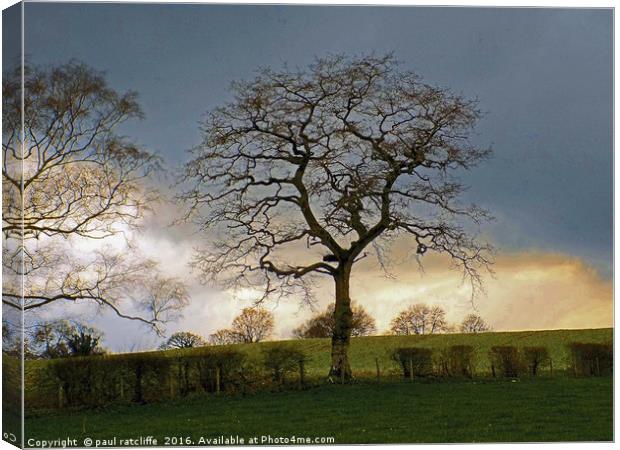 apostle tree Canvas Print by paul ratcliffe