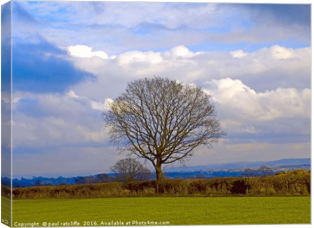 lone tree Canvas Print by paul ratcliffe