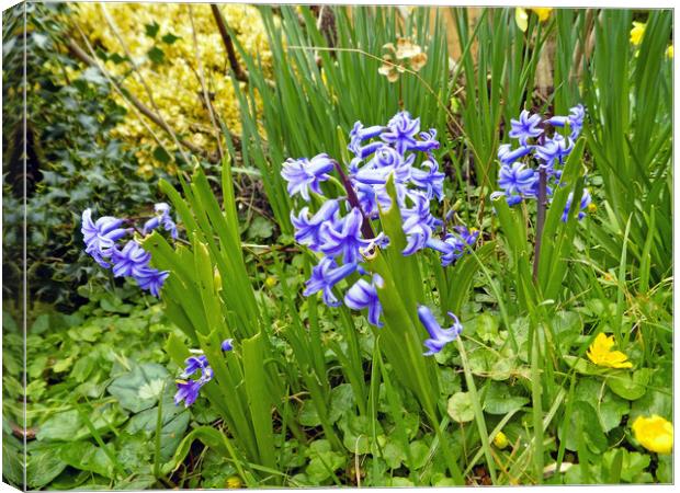 bluebells Canvas Print by paul ratcliffe