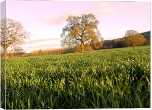 the field tree Canvas Print by paul ratcliffe