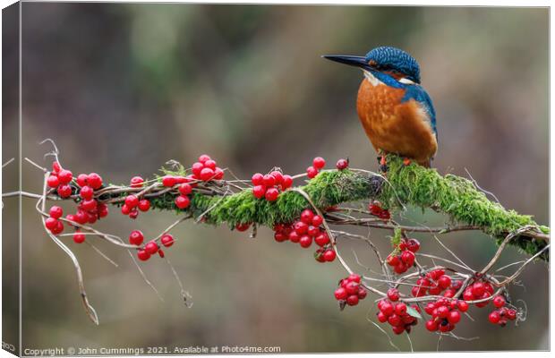 A Festive Kingfisher. Canvas Print by John Cummings