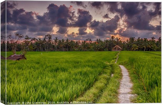 Sunset over Rice Fields Canvas Print by John Cummings