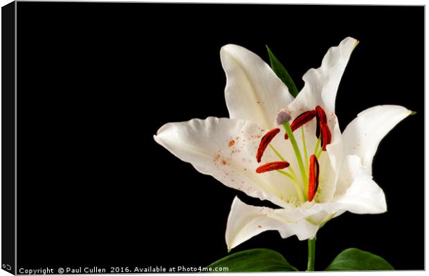 White Lily on Black. Canvas Print by Paul Cullen