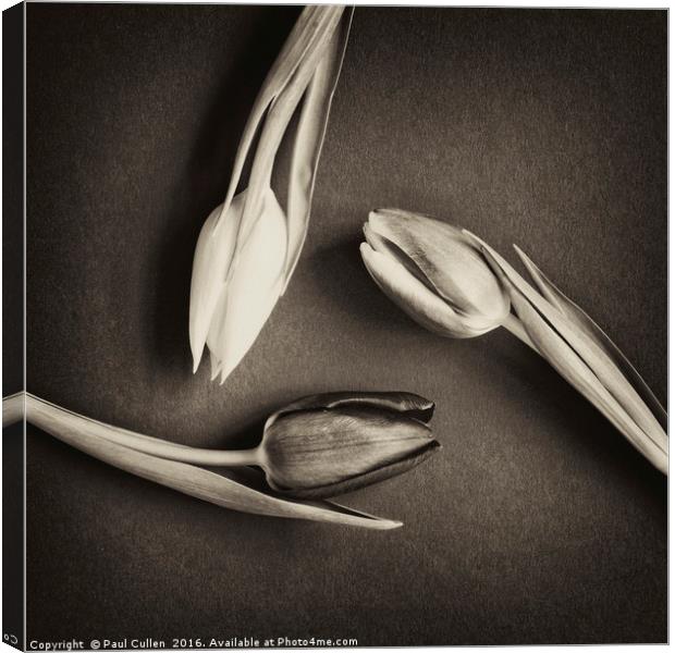 Three Tulips circular - antique Canvas Print by Paul Cullen