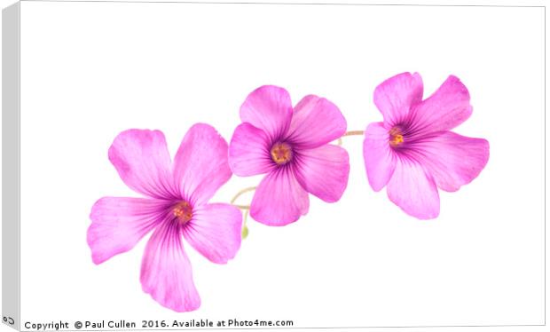 Pink Woodsorrel flowers Canvas Print by Paul Cullen